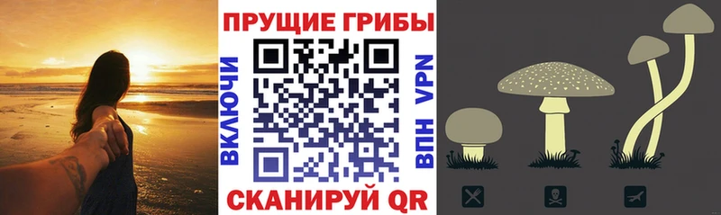 Купить закладки  Дзержинский  Галлюциногенные грибы MAGIC MUSHROOMS 